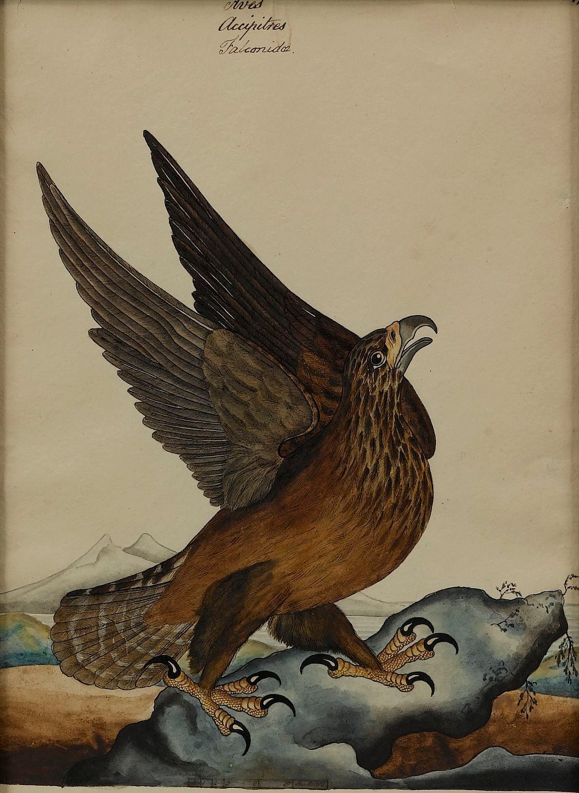 "Golden Eagle" by William Goodall, Watercolor and Ink Drawing, Early 19th Century - The Great Republic