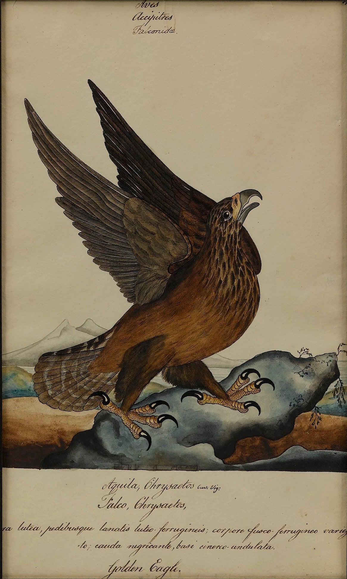 "Golden Eagle" by William Goodall, Watercolor and Ink Drawing, Early 19th Century - The Great Republic