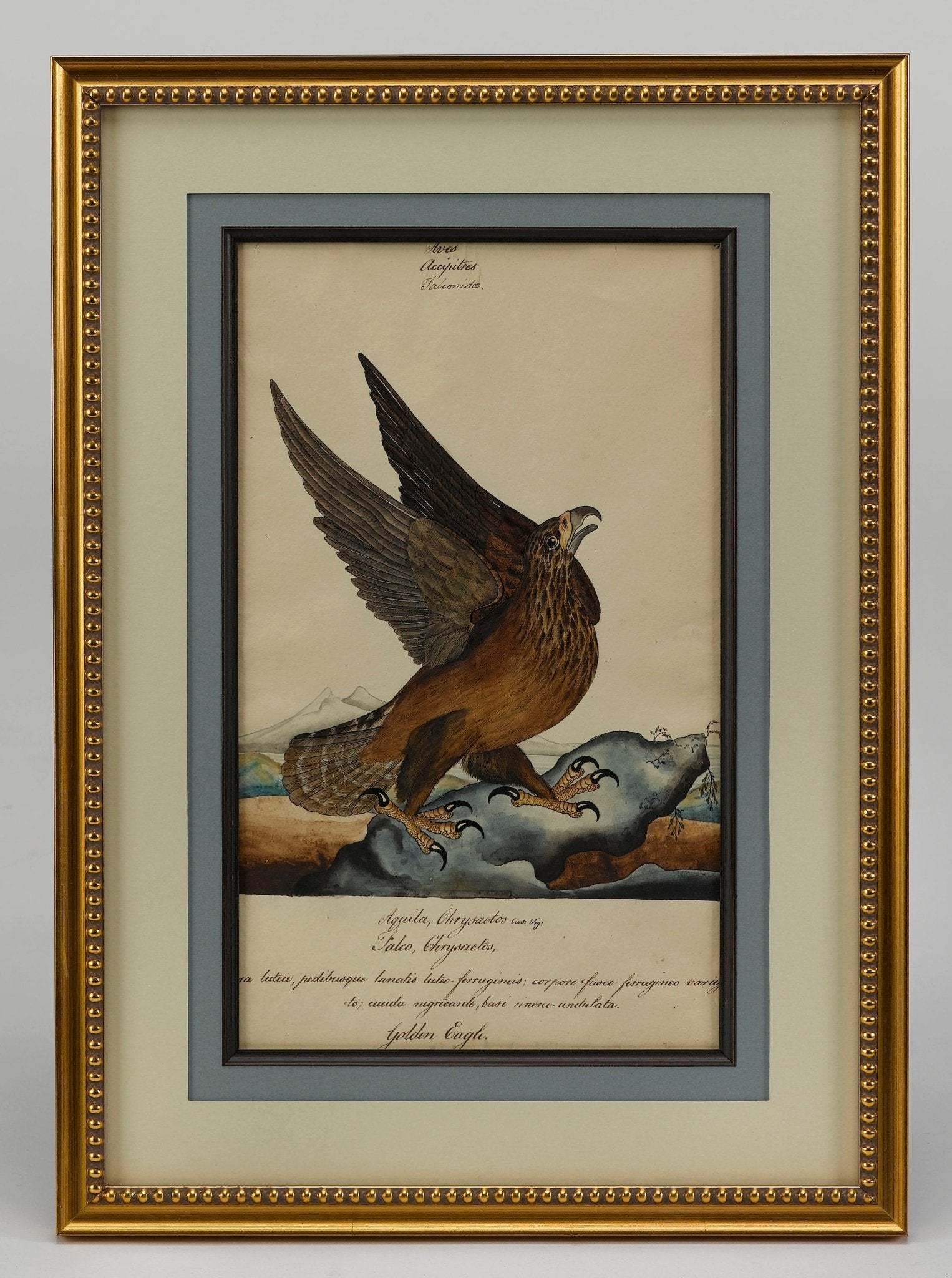 "Golden Eagle" by William Goodall, Watercolor and Ink Drawing, Early 19th Century - The Great Republic