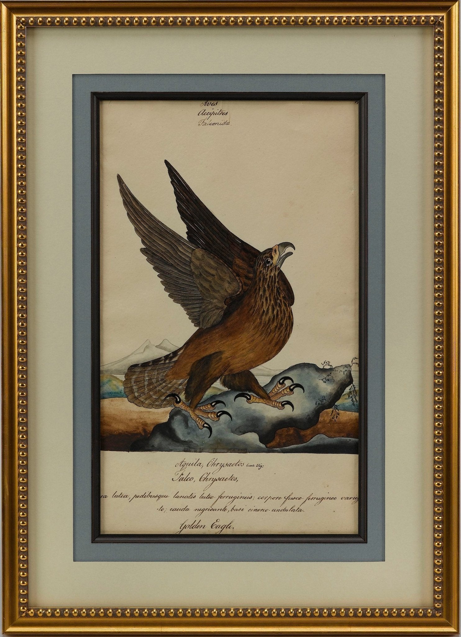 "Golden Eagle" by William Goodall, Watercolor and Ink Drawing, Early 19th Century - The Great Republic