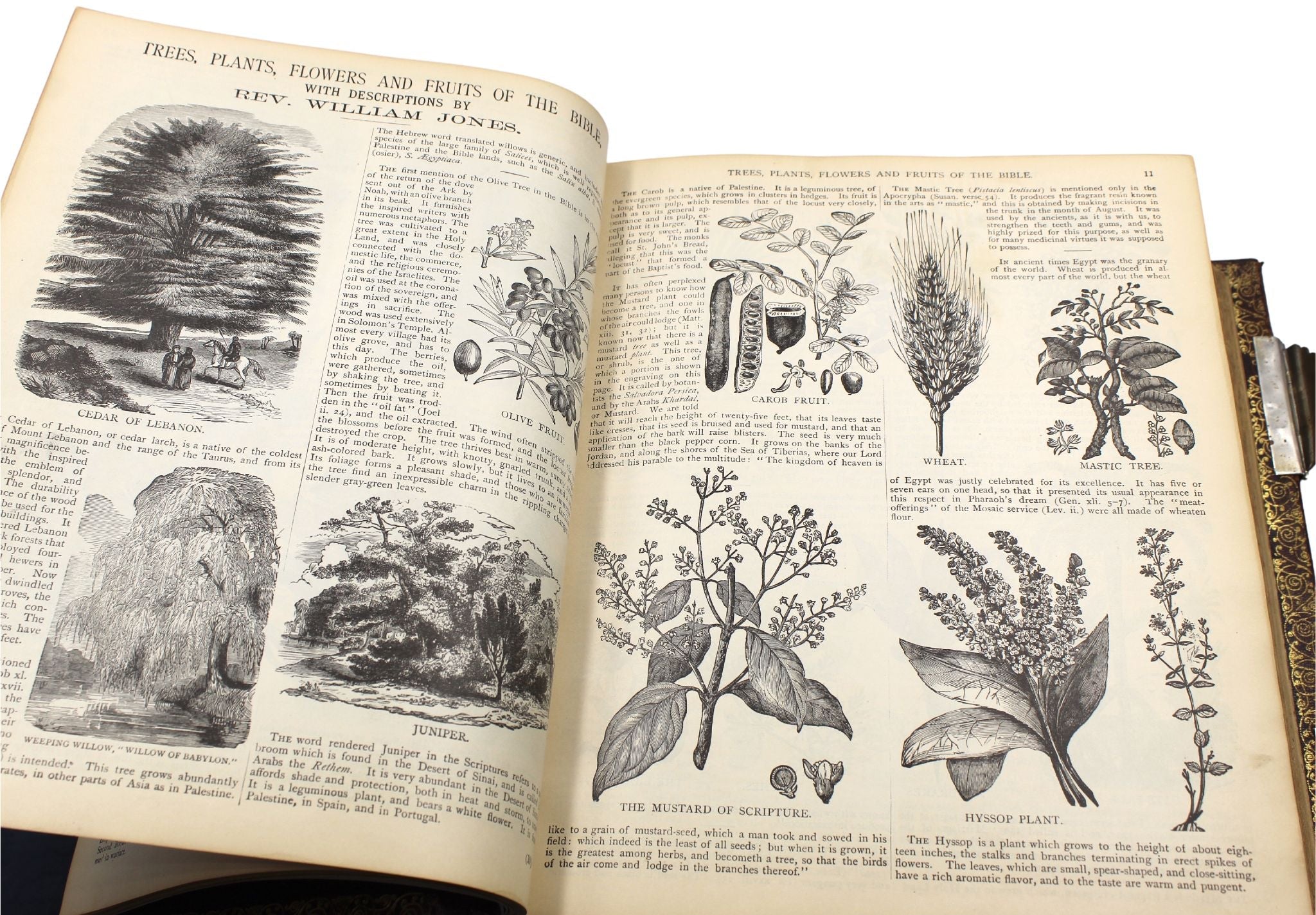 The Holy Bible, Containing the Old and New Testaments and Apocrypha, Standard Edition, Illustrated, 1885 - The Great Republic